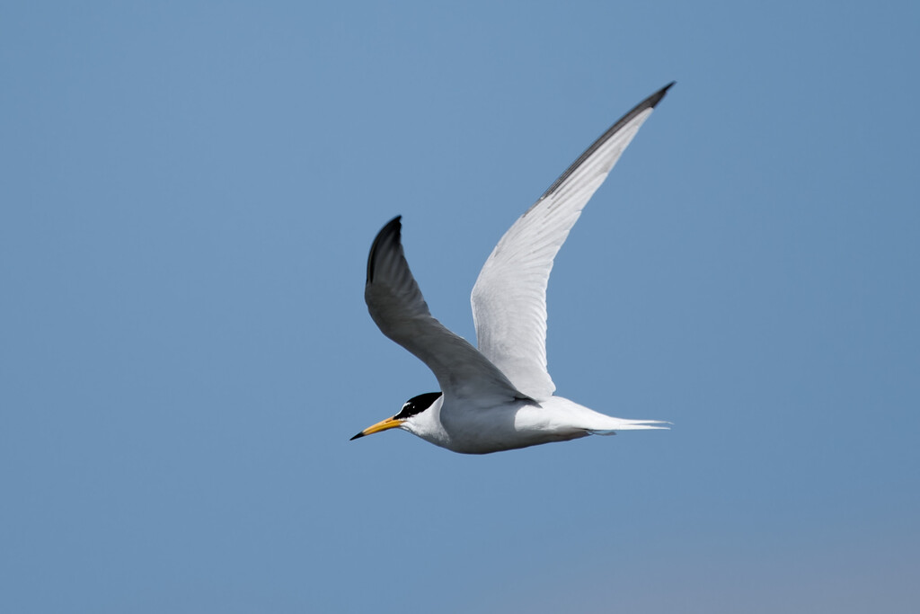 Little Tern